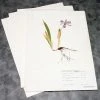 100% Rag Herbarium Mounting Paper 2 100% Rag Herbarium Mounting Paper -Save device 100 Rag Herbarium Mounting Paper 600x600