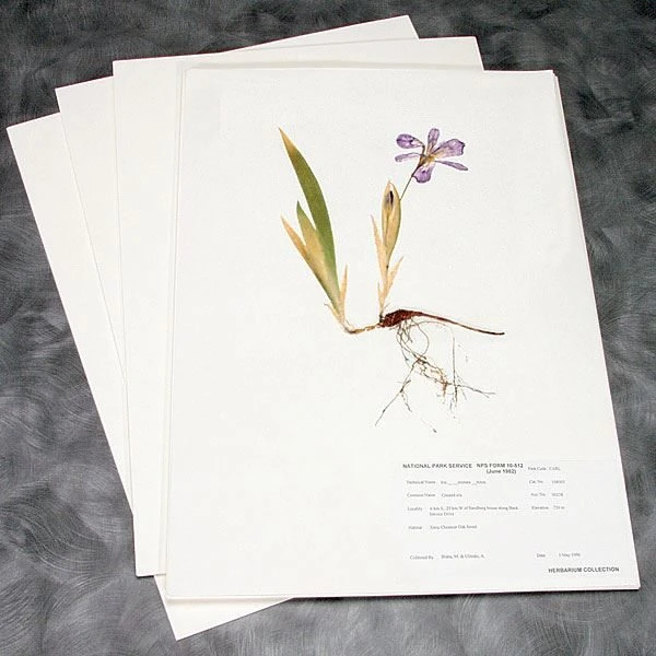 100% Rag Herbarium Mounting Paper 3 100% Rag Herbarium Mounting Paper