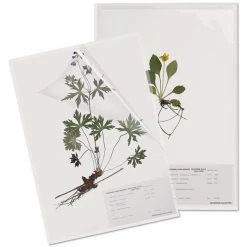 Herbarium Specimen Sheet Protector 292x419mm