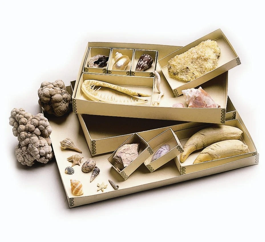 Specimen Trays 3 Specimen Trays