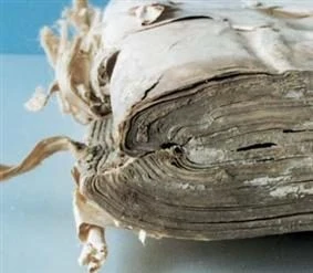 PEL-Caster Leafcasting Machine 4 PEL-Caster Leafcasting Machine - Image 2